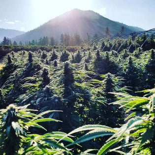 CBD, CBDA, CBG, CBGA – The Differences In 4 Cannabinoids